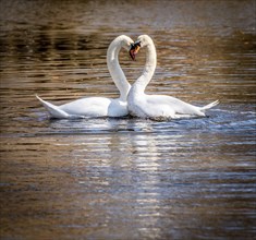 A mute swan couple in a lake. Cygnus olor