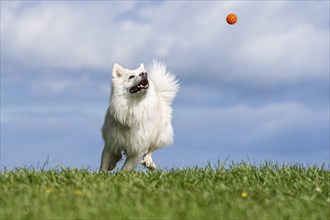 Playing Icelandic dog