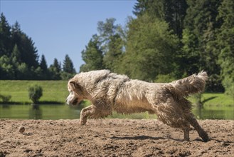 Golden Retriever enjoys playing in the sand