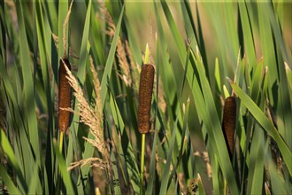 Broad-leaved cattail (Typha latifolia) is native flower in north America. Broadleaf cattail,