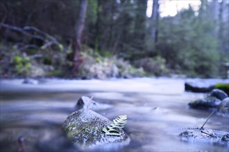 Long exposure shot of a river, stone in the foreground, with a fern leaf. Forest in the background.