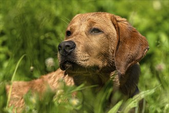 Portrait of a Labrador