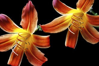 A close up of two day lilies set against a black background