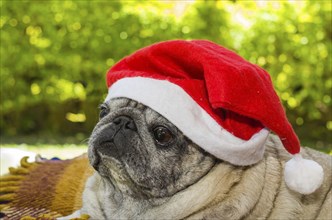 Merry Christmas, gorgeous pug breed dog with Santa Claus hat, closeup, portrait, old dog