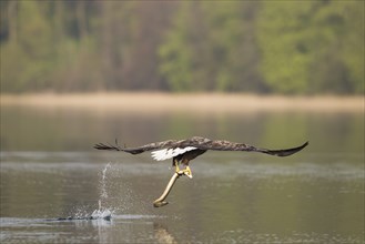 Seeadler, Haliaeetus albicilla, white-tailed eagle