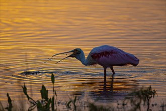 Roseate spoonbill (Ajaia ajaja) Pantanal Brazil