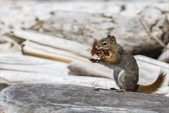 A grey squirrel has nesting material in its mouth