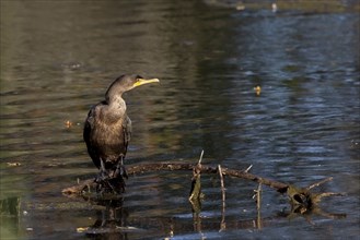 Double-crested cormorants (Phalacrocorax aurituson) on the river