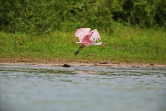 Roseate spoonbill (Ajaia ajaja) Pantanal Brazil