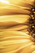 Closeup of yellow sunfower petals