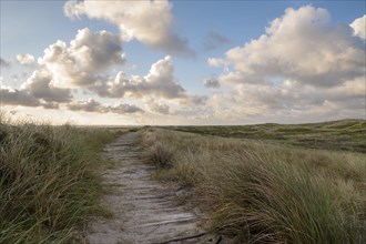 Coastal path through the dune area in Thy National Park in Denmark