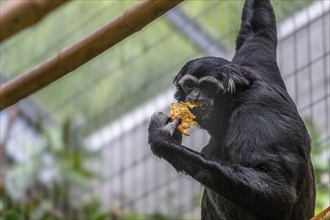 Pileated gibbon (Hylobates pileatus) at Zurich Zoo, Zurich, Germany, Europe