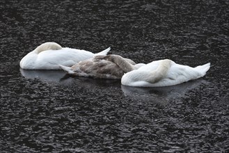 A mute swan family sleeps on the frozen Saale river