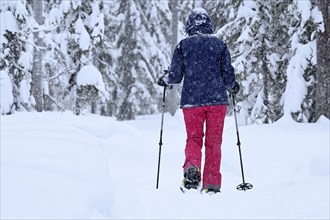 Woman trudging through snowy forest on snowshoes, Lapland, Finland, Europe