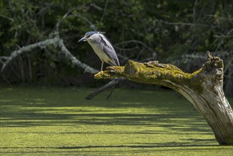 Black-crowned night heron (Nycticorax nycticorax), black-capped night heron perched on tree trunk