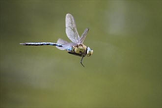 Emperor dragonfly (Anax imperator) in flight, Hesse, Germany, Europe