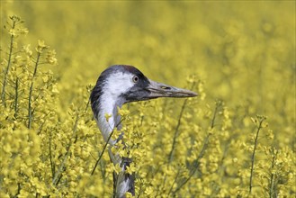 Common crane, Eurasian crane (Grus grus) standing in flowering rapeseed field in spring