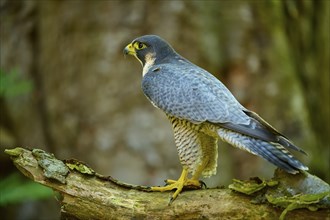 Peregrine Falcon (Falco peregrinus), adult sitting on branch in forest, Bohemian Forest, Czech