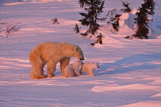 Polar bear (Ursus maritimus) striding through the snow with her two cubs, Wapusk National Park,