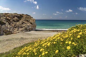 Spring flowers on the beach of Petra tou Romiou, the Rock of Aphrodite in Kouklia near Paphos,