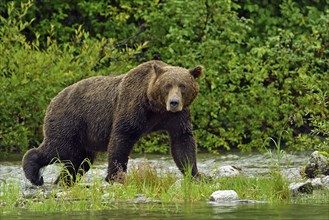 Brown bear (Ursus arctos) striding along the shore, Lake Clarke National Park, Alaska, USA, North