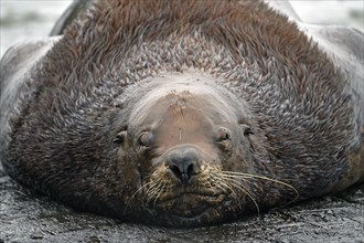 Steller sea lion (Eumetopias jubatus) lying on a rock and squinting at the camera, Prince William