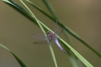 Close-up, black-tailed skimmer (Orthetrum cancellatum), male, Neustadt am Rübenberge, Germany,