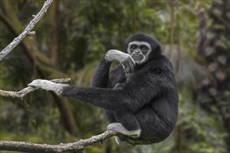 Lar gibbon, white-handed gibbon (Hylobates lar) native to Indonesia, Laos, Malaysia, Myanmar and