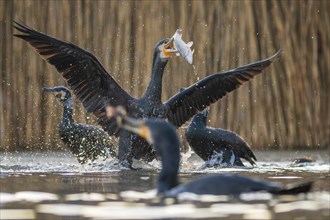 Great cormorant (Phalacrocorax carbo) with white fish as prey, hunting in group, fishing, making