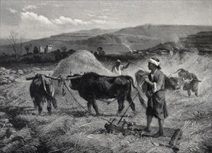 Agriculture, villagers threshing grain by trampling it with oxen, 1870, Syria, Historic, digitally