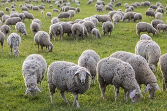 Flock of sheep, Landscape on the Swabian Alb with sheep, Nerenstetten, Baden-Württemberg, Germany,