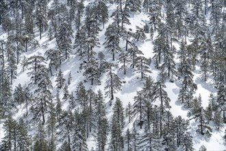 Snowy landscape in the Troodos Mountains in Trodoos, Cyprus, Europe