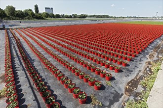 Field with red growing pots in a row, coneflower (Echinaceae), nursery in the Volmerswerth