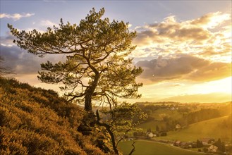 The Leopoldsnase viewpoint is a lookout point near Rathen. Pine tree in the evening light above the