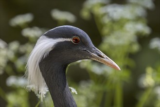 Demoiselle crane (Anthropoides virgo) (Grus virgo) close-up of head, native to central Eurosiberia