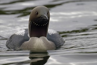 Black-throated loon (Gavia arctica), in splendid plumage, looking forward, Finland, Europe