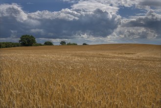 Ripe barleys (Hordeum vulgare) with cloudy sky, Mecklenburg-Western Pomerania, Germany, Europe