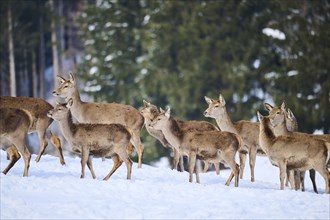 Red deer (Cervus elaphus) hinds pack on a snowy meadow in the mountains in tirol, Kitzbühel,