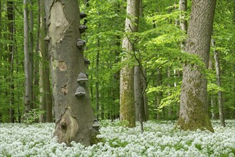 Deciduous forest with flowering ramson (Allium ursinum), dead copper beech (Fagus sylvatica) with