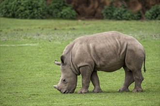 White rhino, Square-lipped rhinoceros (Ceratotherium simum) calf grazing grass