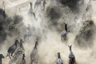 Common zebras (Equus burchelli) climbing riverbank of the Mara River during migration, Masai Mara