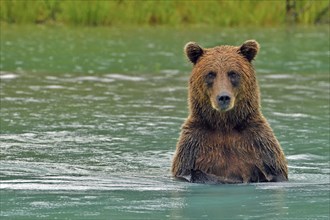 Brown bear (Ursus arctos) standing on hind legs up to chest in water and looking at camera, Lake