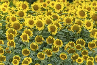 Sunflower blossoms in a cultivated field. Bas-Rhin, Collectivite europeenne d'Alsace, Grand Est,