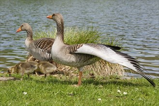 Two greylag geese (Anser anser) with chicks at Lake Vienenburg, Vienenburg, Goslar, Harz, Lower