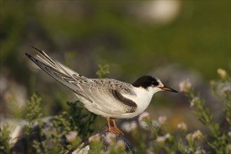 Common Tern (Sterna hirundo), immature animal, juvenile animal on a stone, Lower Saxon Wadden Sea