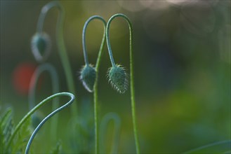 Close-up, poppy flowers (Papaver rhoeas), bud, Neustadt am Rübenberge, Germany, Europe