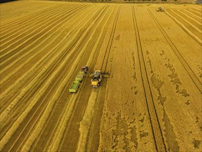 Grain harvest in a field near Babisnau on the outskirts of Dresden