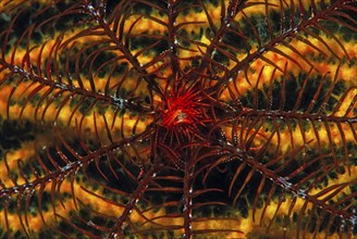 Mediterranean feather star on colour-changing gorgonian (Antedon Mediterranea Paramuricea clavata),