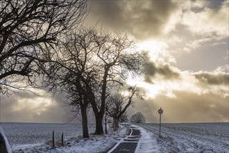 Hohburkersdorf panorama with Napoleon lime tree and memorial stone. To commemorate the victims of