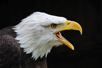 Bald Eagle (Haliaeetus leucocephalus), portrait, North America